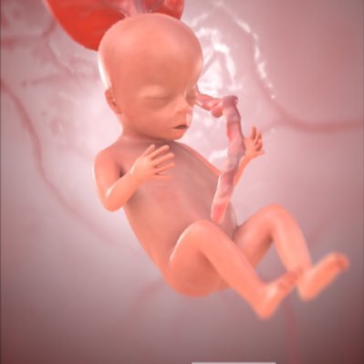 ❤️🇮🇱✡️✝️🌷🐣FREE SPEECH