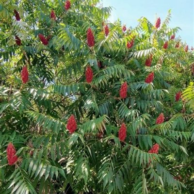 Dryad✡️ - normie centrist democrat🇺🇸🇮🇱🇺🇦🇮🇷