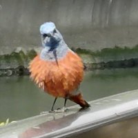 いそのヒヨドリ