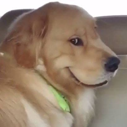 Clip collector (best of internet)