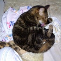 つぶやき？ぼやき？たまにはかがやきたい←つぶやき🌾R/SS　から変えました