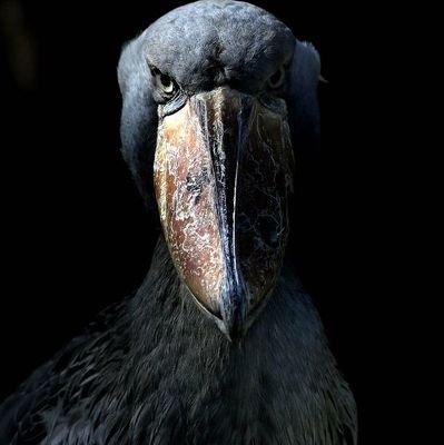 PERVERTBALLMASTER3000