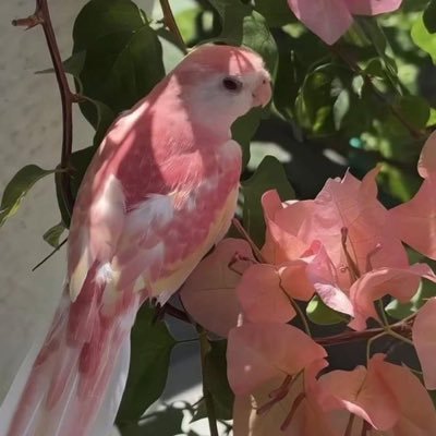 Gata por BXXM 🌸🐈‍⬛🐋🌺