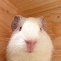 モルモットの みる🍼