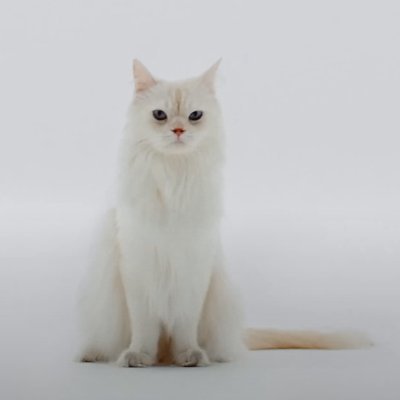 White Cat