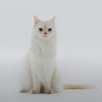 White Cat