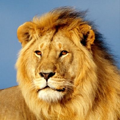 ganyip gros 🇮🇱