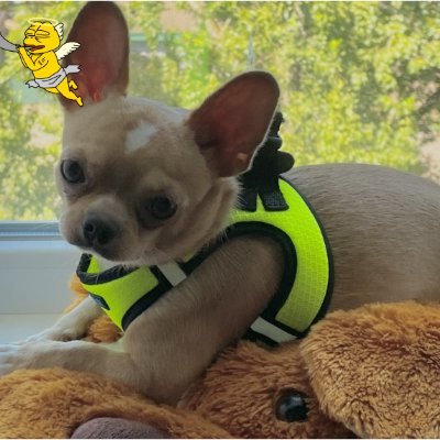 ArmandoZip🍊,💊 ⛽