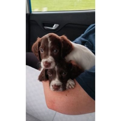 Lisa 🏴󠁧󠁢󠁳󠁣󠁴󠁿