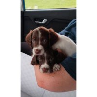 Lisa 🏴󠁧󠁢󠁳󠁣󠁴󠁿