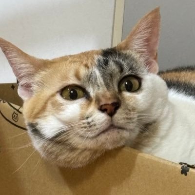 ねこ🐈‍⬛🐈🐾