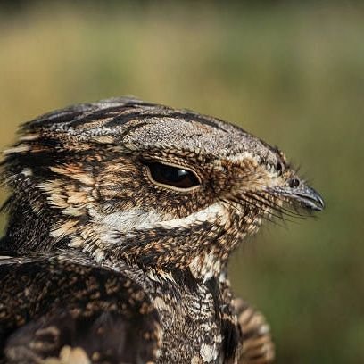 keşkekyatağındakiantrikot