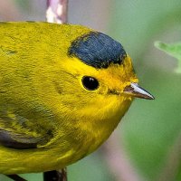 Pajareando en: Aves y Naturaleza de México