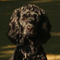 Mickey and Me 🐕‍🦺🙋‍♀️😘