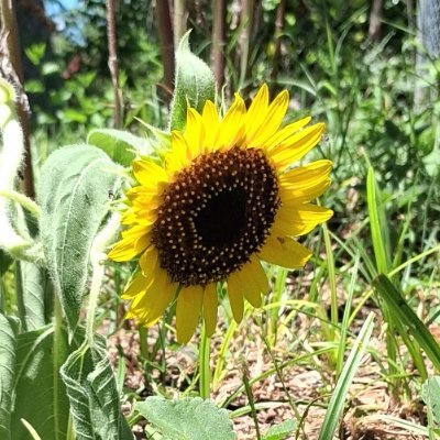 Profe Steve - bilingual poet, serial kilter