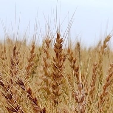 麦とハム ▶️4/14