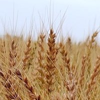 麦とハム ▶️4/14