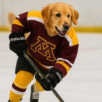 MN Hockey Dog
