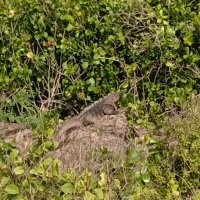 Florayfaunaij Empresa