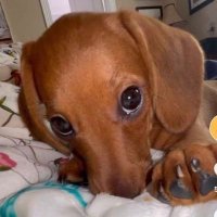 julinha bonita do laço de fita