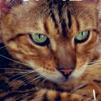 Vin,Valin, Riley & Polo