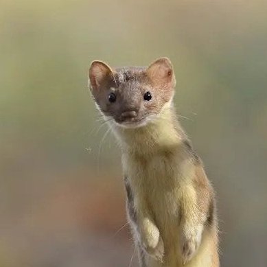Random AI Images of Weasels