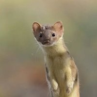 Random AI Images of Weasels
