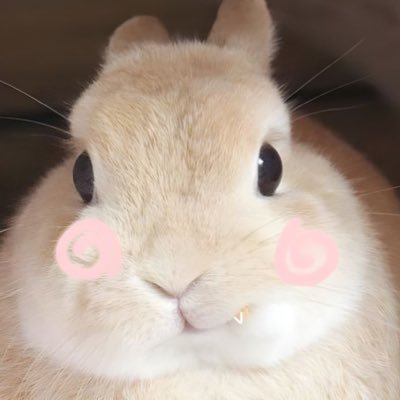 bunny𐙚 | mt please, notif dm ga masuk