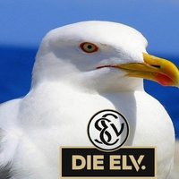 Mövchen 😺🚴‍♀️💐 🇳🇱🇫🇷