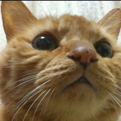 ティモン@リアルもネットも楽しむアカウント