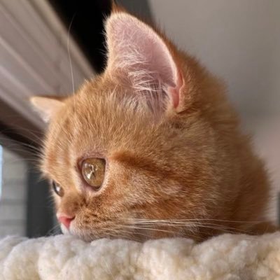 吾輩はモナである。