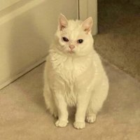 Animalitos en aprietos.