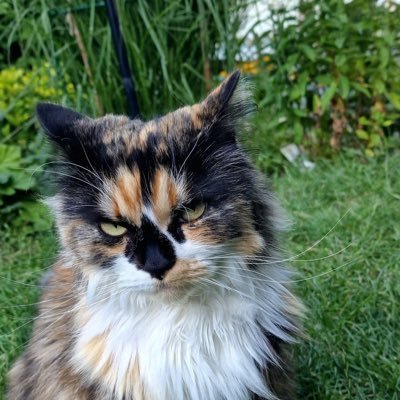 Maisie the Tortie / Margaret 🇬🇧🇨🇦