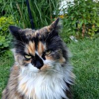 Maisie the Tortie / Margaret 🇬🇧🇨🇦