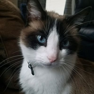 beccakittybearisback