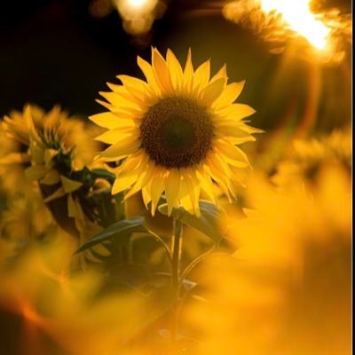 Sprinkle of Divine✨