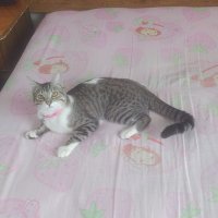 R Esteban Rovira Flores