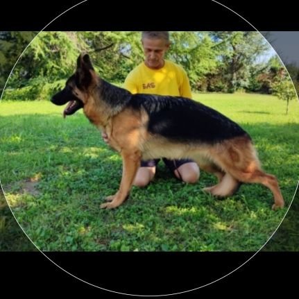 allevamento pastore tedesco (Padova)