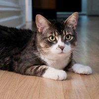 🇨🇦 Nico Carney, Purr Minister of Canada