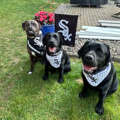 3barksriley_willow_mollie