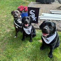 3barksriley_willow_mollie