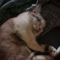 ส้มกลมๆ 💚 | Are u idiot or edok? 🤷🏻