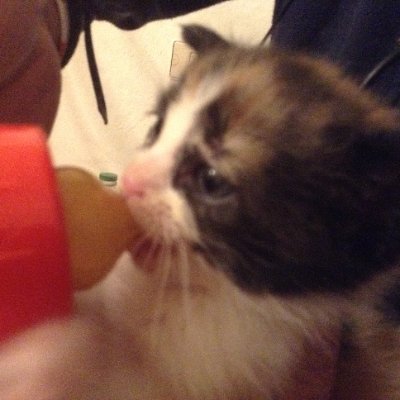 Palo al facha antifascista bloqueo a los fachas.