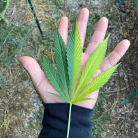 LAND LORD LOUIE 🌞