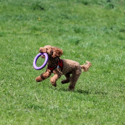 Reliable Dog Supplies