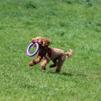 Reliable Dog Supplies