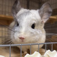 杏 橙 チンチラ♥️チロル🐹りん🐹ひまり🐹ひなた