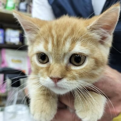 猫のいちごくん