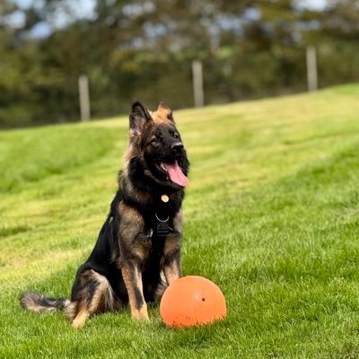 🐾💫JuneBug 💫🐾🚜