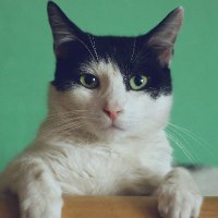 Cat Horoscopes Daily